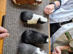 Lingener Kleintiertage November 2024